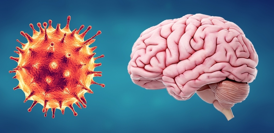 Shocking Discovery: The Brain Is Directly Connected To The Immune System
