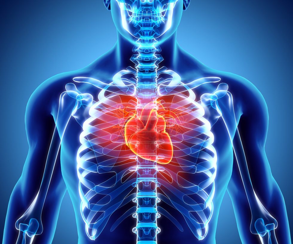 Heart Health And Spinal Function | Miller Chiropractic Wellness Center