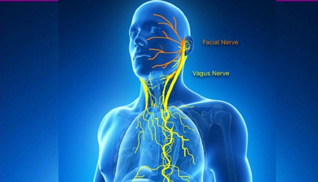 The Vagus Nerve and Chiropractic
