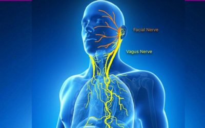 The Vagus Nerve and Chiropractic