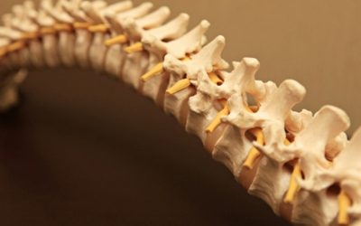 Facts About the Spine